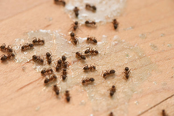 Flea Control Services in Downingtown, PA