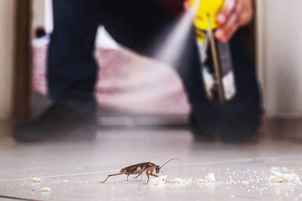 Flea Control Services in Downingtown, PA
